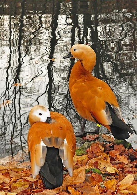 Photo:  A couple of Ruddy Shelduck